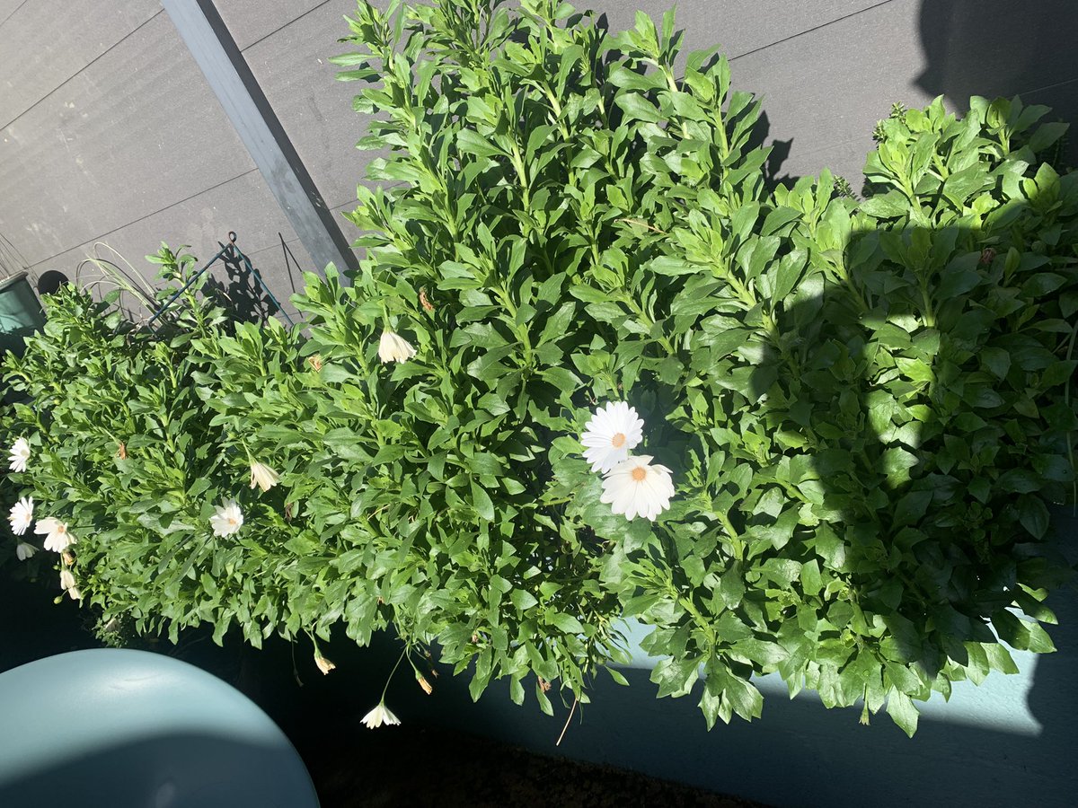 Garry Beckett tweet media