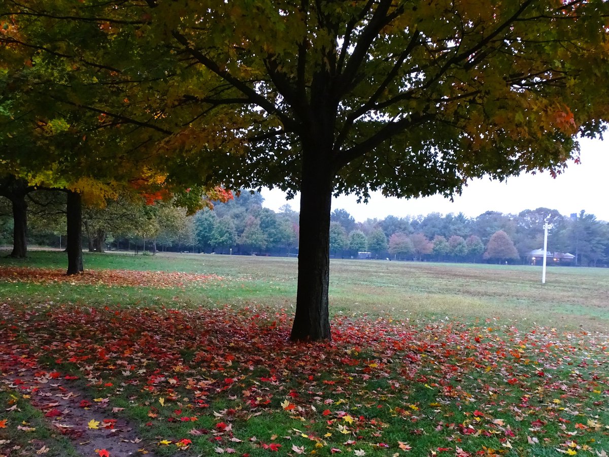 paminnyc's tweet photo. Positive photo day 949: It was too dark and cloudy to take good bird photos on a mid-October morning, but at least I there is some good #fallfolliage in VCP. But I did see a Cooper's Hawk at 7:00 am in Riverdale (bad photo/too dark). #nature #bronx #nyc @vcpalliance @BirdBronx https://t.co/2hhb8YieD7