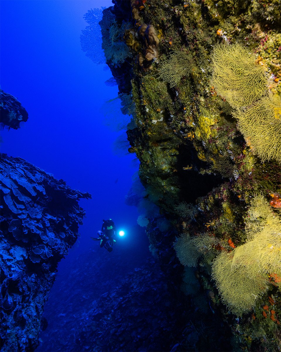 Our #PerpetualPlanet partner #UnderThePole begins a new leg of its Deeplife exploration programme to study marine animal forests in the Canary Islands. This will help establish boundaries for a marine park and broaden understanding of our oceans. More on bit.ly/utp_