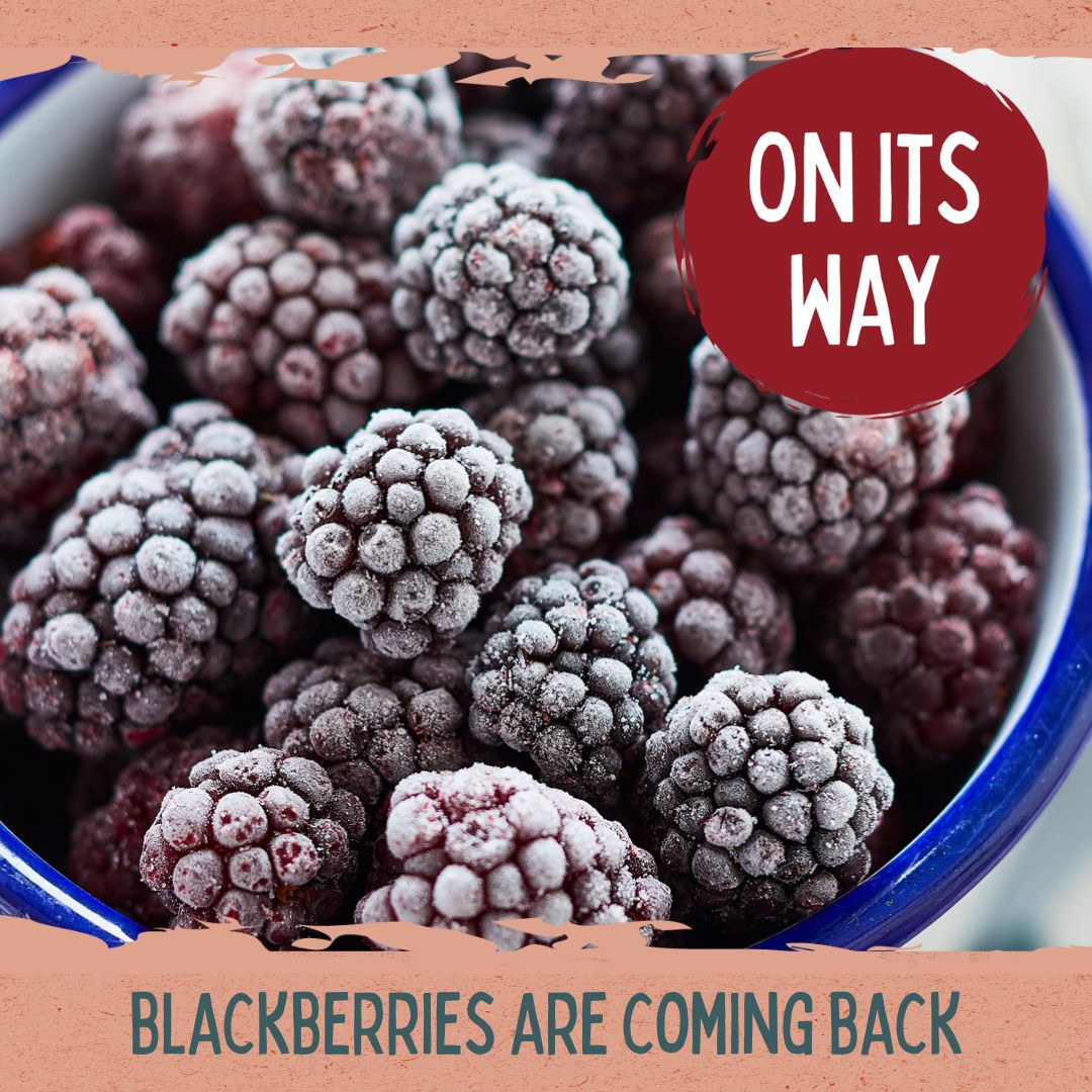 Blackberries are back in our range from 1st NOVEMBER, ready for popping into crumbles &amp; porridges, adding to gins or making into jam. They're sold loose, so you can pick as many or as few as you need.  🛒 Find your closest Fieldfare stockist here: ow.ly/83P550LbQ6Y