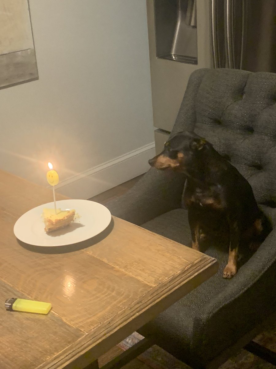 NotJanik's tweet image. Celebrating my dogs birthday yesterday 🥳 🥰