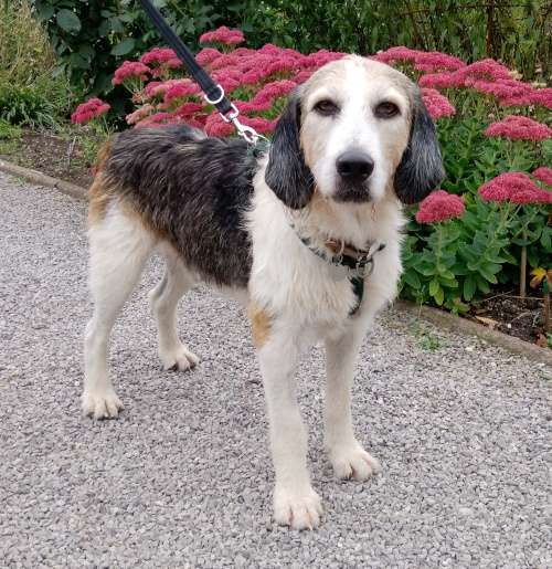 Please retweet to help Arthur find a home #BRISTOL #UK Beautiful Foxhound aged 7, he may be able to live with another dog in an adult home. He will need to live outside the house to start. PLEASE SHARE 🙏 DETAILS or APPLY👇 hollyhedge.org.uk/our-animals/re…………… ☎️01275474719 #dogs