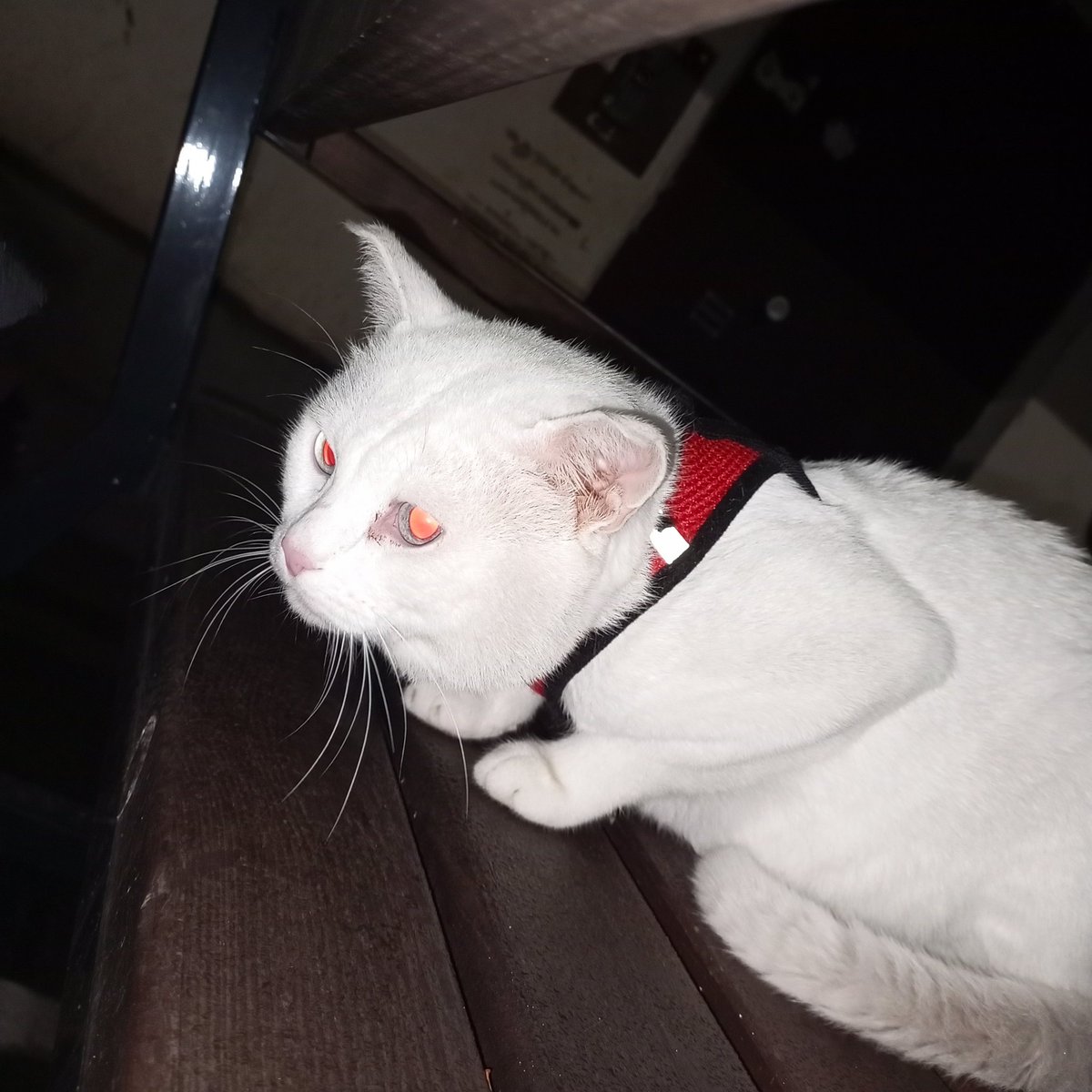 Люцик