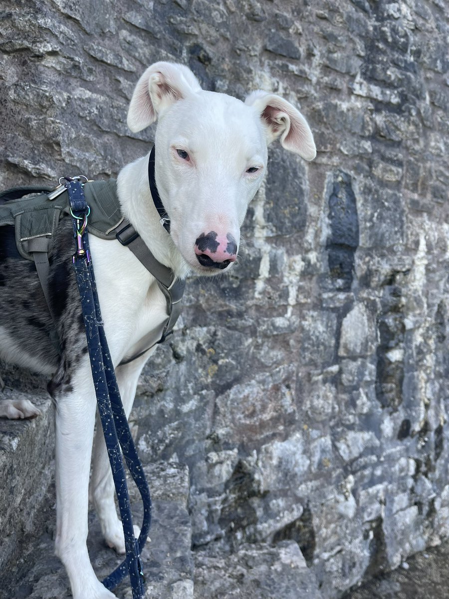 On a mini holiday with the Fishcake. After exploring <a href="/pembscastle/">Pembroke Castle</a>, two staff rushed out as they had seen me on ACGAS as well as the Malteasers advert. Strange to be recognised in my scruffy raincoat but so touched.