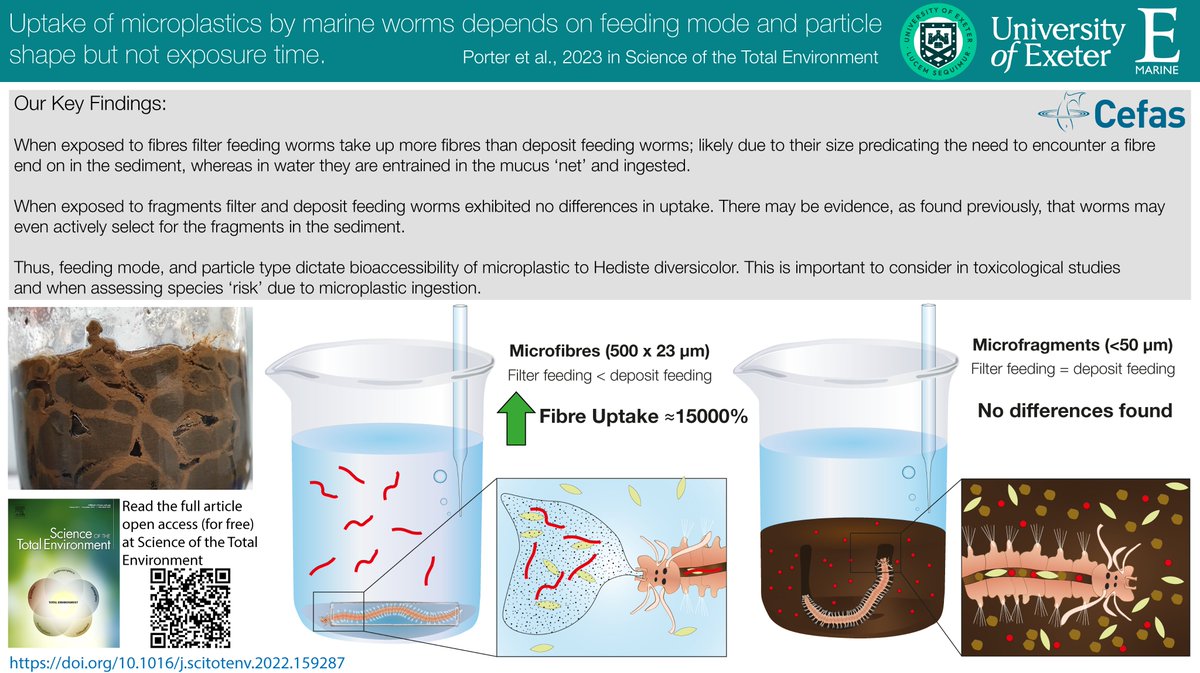 📢New Paper📢 Hugely pleased to present work on #microplastic uptake differences in H. diversicolor: filter vs deposit feeding. Very interesting dynamics between particle shape &amp; feeding mode. Implications for ecotox &amp; environmental uptake.

doi.org/10.1016/j.scit… 
#OpenAccess