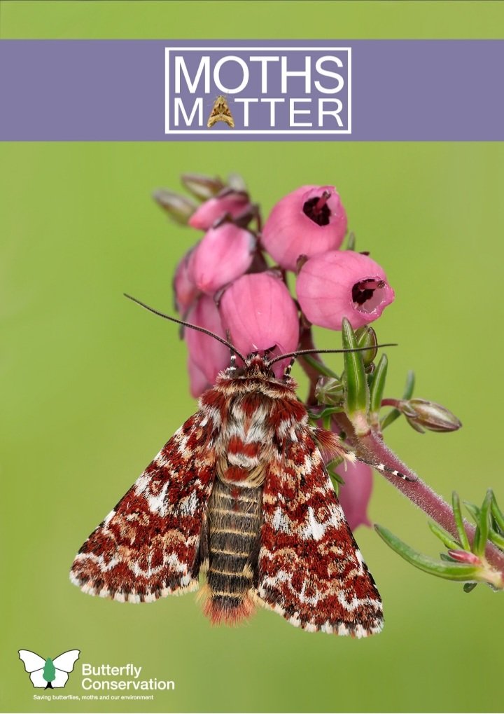 From today and through October Butterfly Conservation will be celebrating the unsung heroes of the insect world. Follow the link for details and to sign up and receive your free Moths Matter booklet butterfly-conservation.org/moths-matter #MothsMatter
