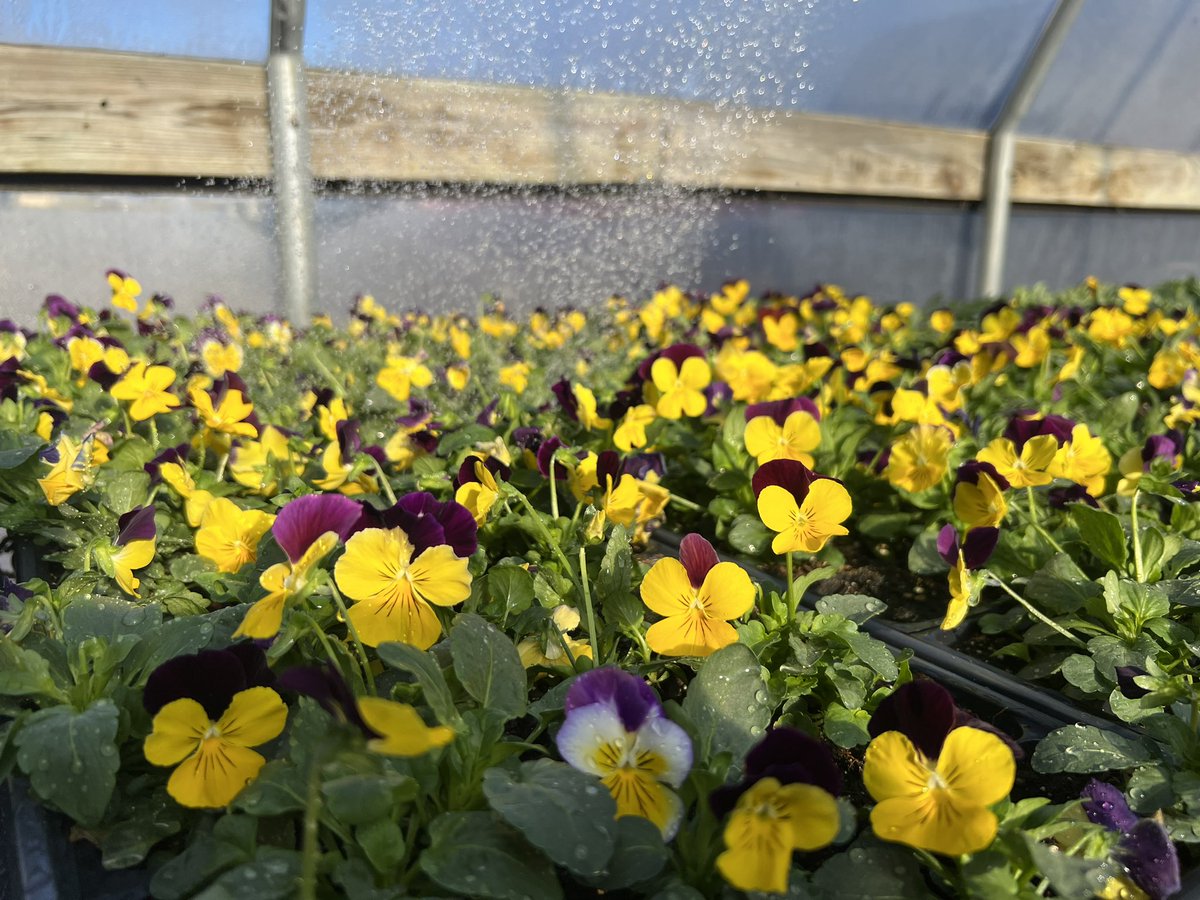 wcsFvHSwh's tweet photo. Pansies, violas, and ornamental kale are for sale. $20/flat of ~32 plants and $2 per ornamental kale. Things are looking great in here! https://t.co/5KS81700CK