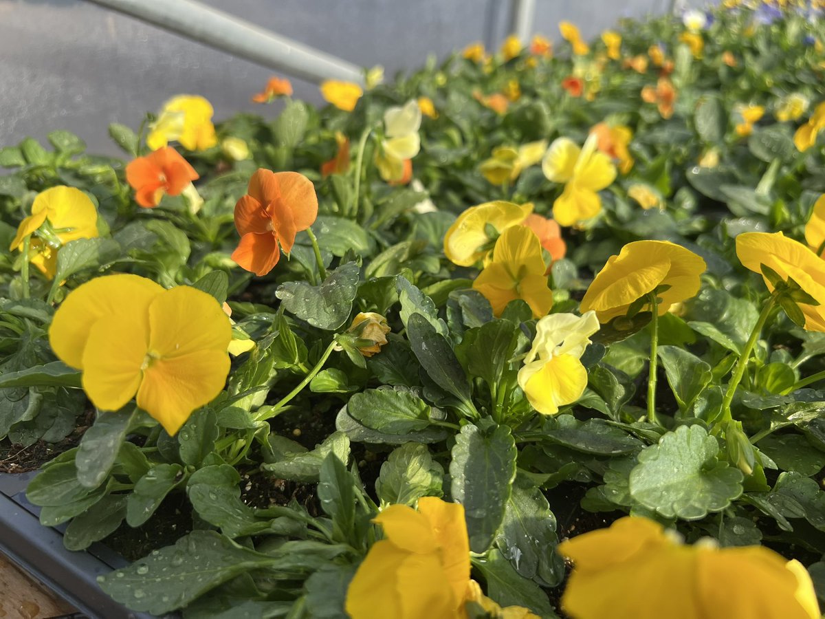 wcsFvHSwh's tweet photo. Pansies, violas, and ornamental kale are for sale. $20/flat of ~32 plants and $2 per ornamental kale. Things are looking great in here! https://t.co/5KS81700CK