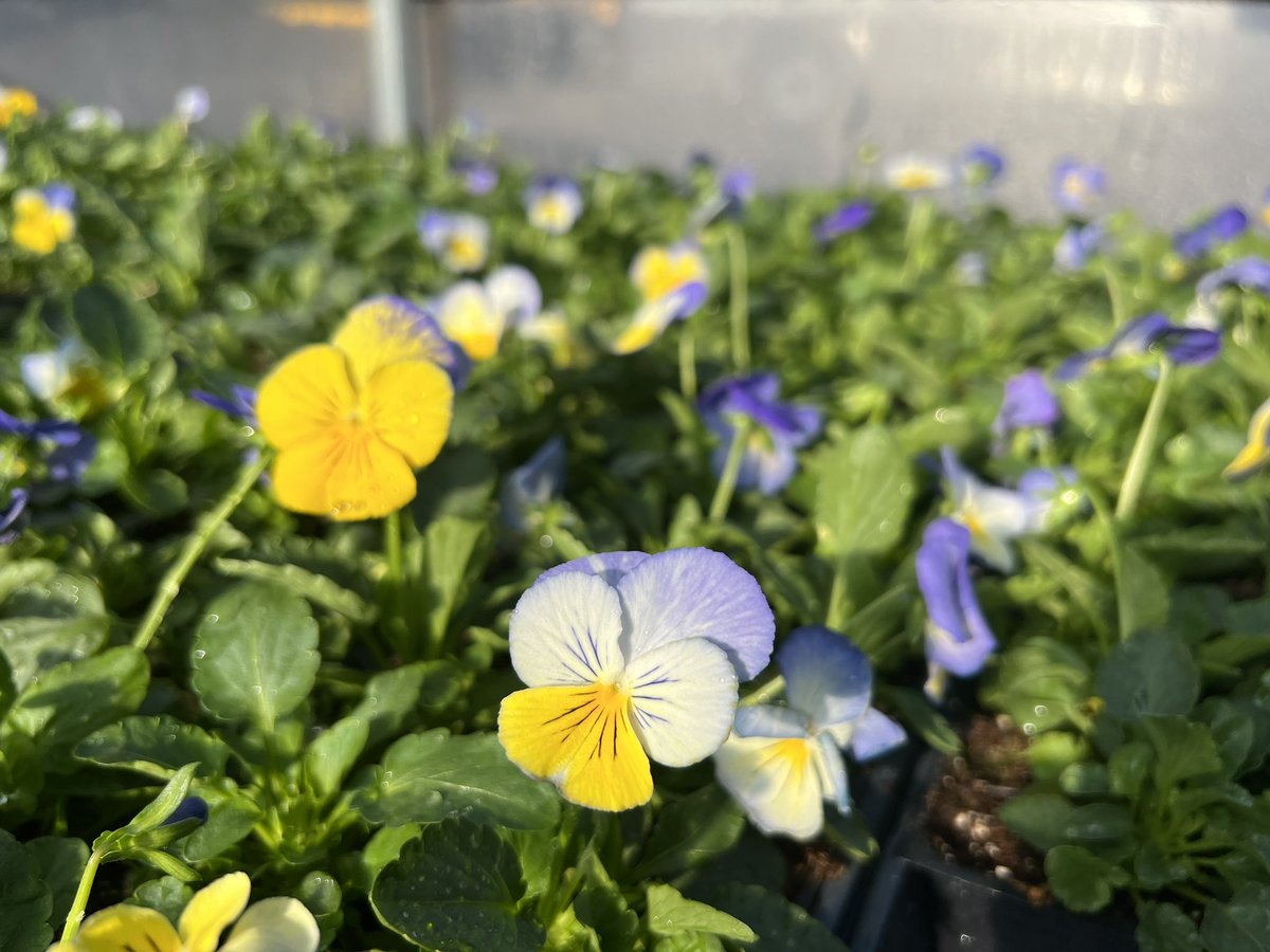 wcsFvHSwh's tweet photo. Pansies, violas, and ornamental kale are for sale. $20/flat of ~32 plants and $2 per ornamental kale. Things are looking great in here! https://t.co/5KS81700CK
