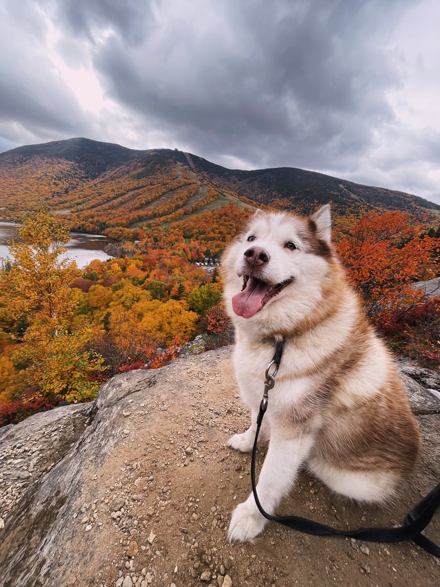 Happiest 🐺