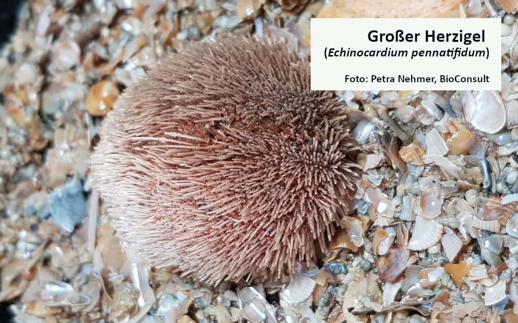 RoteListe_RLZ's tweet photo. Mit ihren weichen, dünnen Stacheln kann man Herzigel auf den ersten Blick für die „Kartoffeln“ der Nordsee halten. 🌊In manchen Teilen der Deutschen Bucht findet man Kolonien von bis zu 20, tlw. sogar 200 dieser #Seeigel pro m² am Meeresgrund.  (1/5)
➡️ https://t.co/fP0rkyVHnM https://t.co/pTtHwBlIrq
