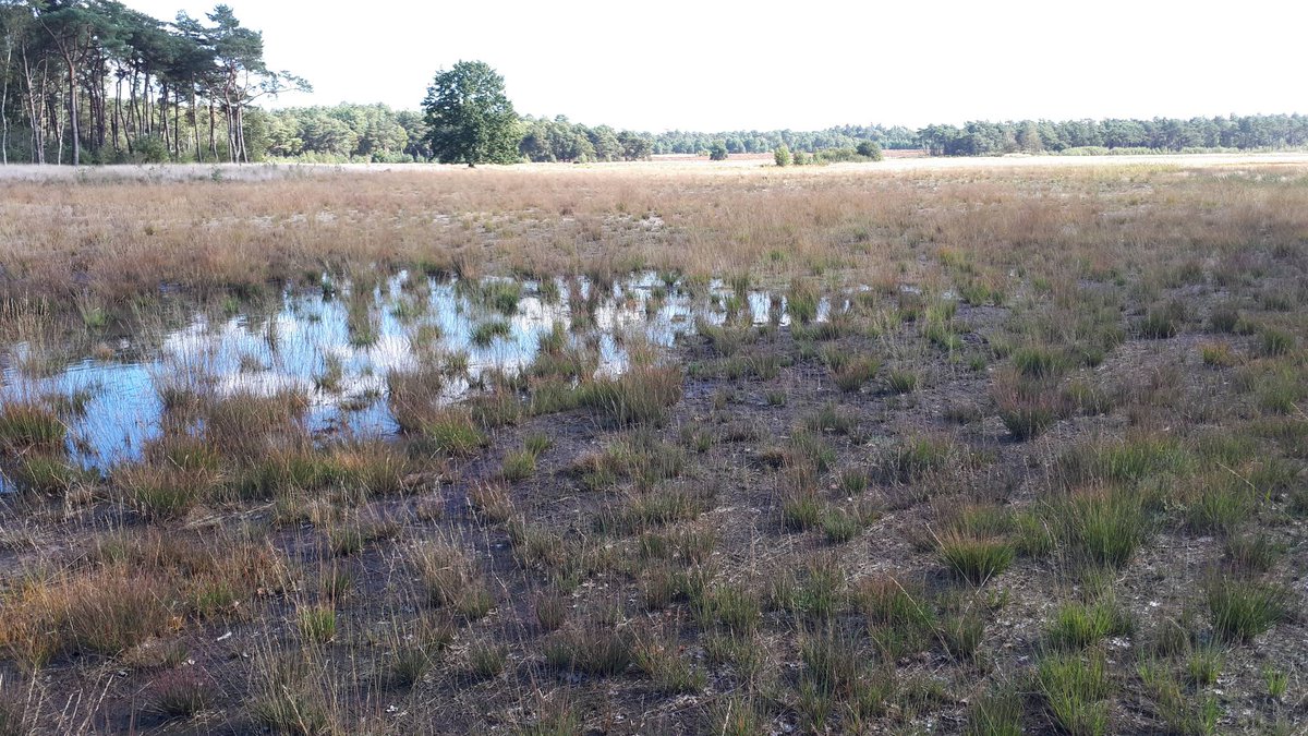 Het veldseizoen is weer afgelopen. Met als laatste een bezoek aan de Kleine Meer. Gelukkig staat er alweer een beetje water in^ff