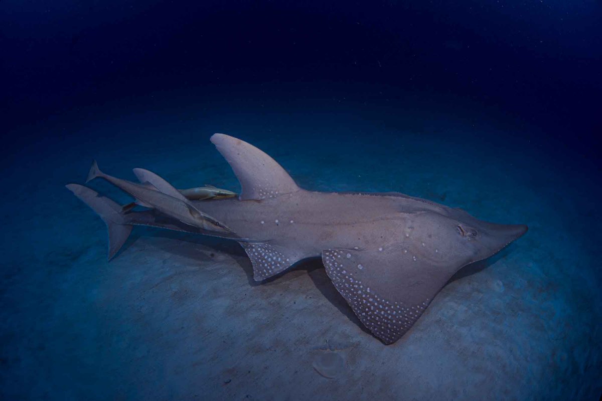 Guitarfish 
Whitespotted Wedgefish 
#Rhynchobatus #djiddensis
#sharktankmaldives