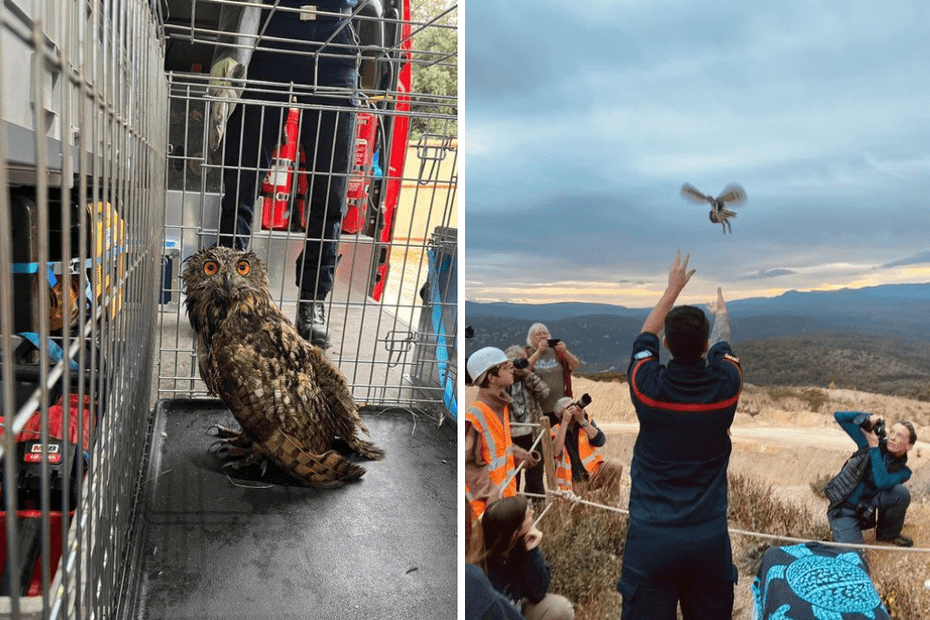 F3Occitanie's tweet photo. Sauvé par les pompiers de l’Hérault, un hibou grand-duc retrouve la liberté https://t.co/7PWfoilp8u https://t.co/KEX6MnUrfU