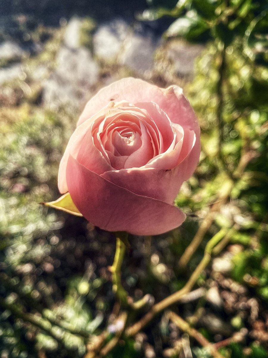 anniebelcourt's tweet photo. Still blooming #lastrose https://t.co/60o2g8Z8n6