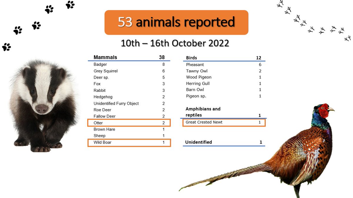 The #weeklyroadkillreport is out! 53 animals reported last week, with badgers and pheasants as the top species. Unusual spots last week include 2 otters, a wild boar and a great crested newt. #roadecology #citizenscience #conservation #roadkill #UKwildlife