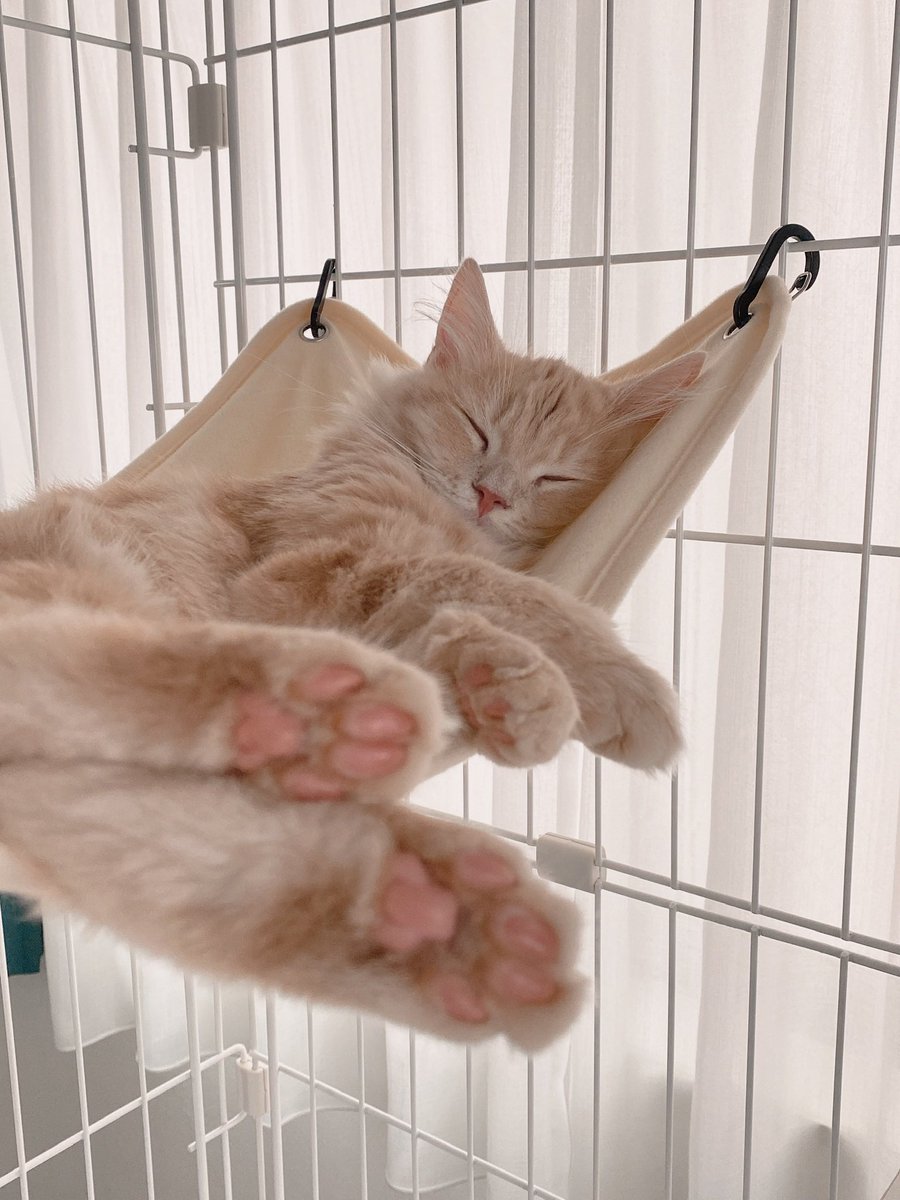 癒されたい人、にくきゅう見てもいいよ🐣✨💗 
#にくきゅう #肉球 #肉球新党 
#サイベリアン #子猫と暮らす