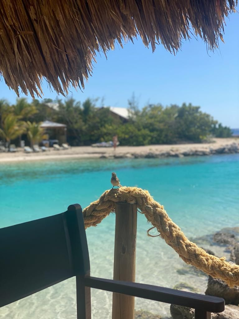 marketwrite's tweet image. Inmiddels zijn wij alweer 2 maanden op Curaçao. Heerlijk genieten, maar ook belangrijke lessen leren: 1️⃣ Elk grote plan begint met die 1e kleine stap⁠ 2️⃣ Alles heeft balans nodig 3️⃣ Altijd dat ideale leven voor ogen blijven houden⁠. Welke lessen leerde jij afgelopen zomer?⁠