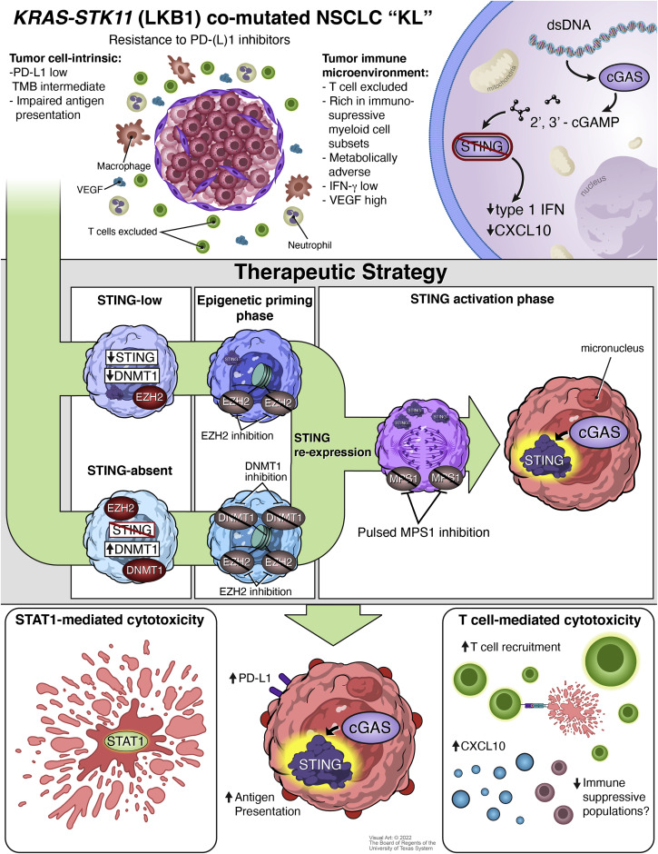 Cancer_Cell's tweet image. A STING operation to expose KRAS and STK11 co-mutated lung cancers dlvr.it/SbDV7z