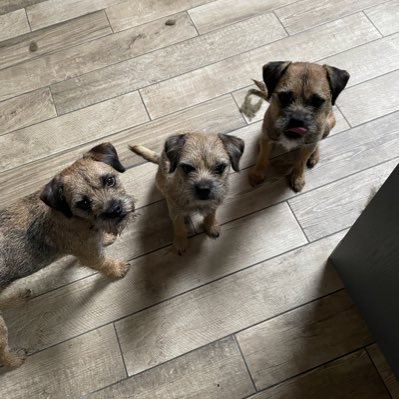 brackbramberrybeck #4 border terriers tweet media