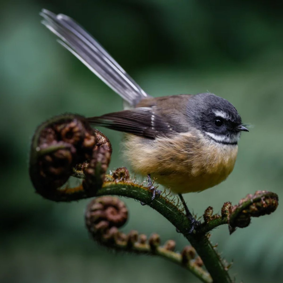 Wild Bird Revolution tweet media