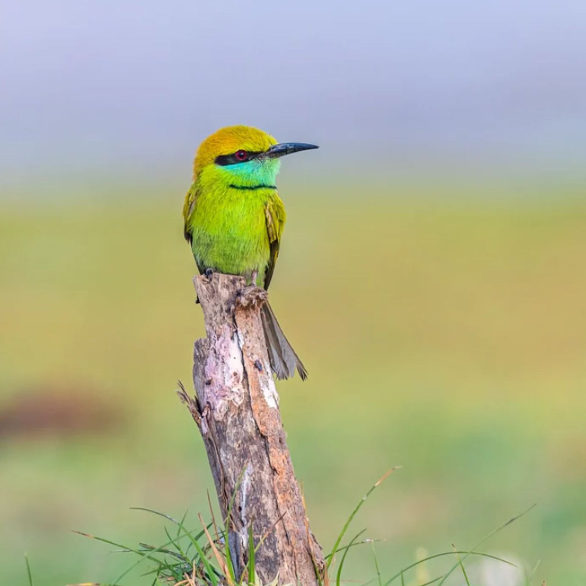 Wild Bird Revolution tweet media