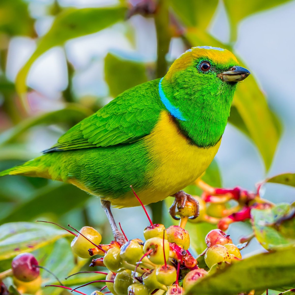 Wild Bird Revolution tweet media