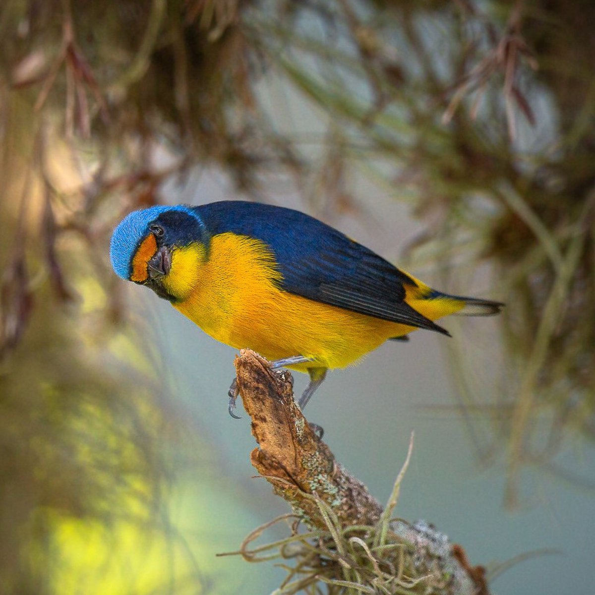 Wild Bird Revolution tweet media
