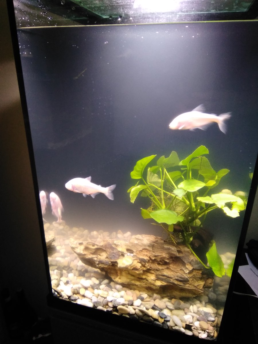 Squidygame's tweet photo. Check out my new Aqua One Dynamic 58 aquarium! 🐟
#AquaOne #Dynamic58 #Aquarium #Fishkeeping #BlindCaveFish #Bristlenose #KhuliLoach #Pets #Aquatics #Freshwater
https://t.co/wP4NxO6XF6 https://t.co/9sL1cKnQXu