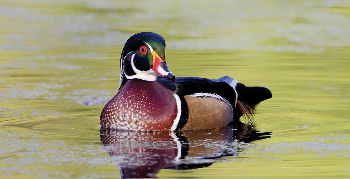 📣Join Deep Roots and the Missouri Dept of Conservation THIS THURSDAY for Native Plants at Noon on the Road as we explore the swamps of Missouri! 🐟 Shot at Mingo National Wildlife Refuge, 🐾we explore the "jewel of southeast Missouri." 

Register here: tinyurl.com/3tzc2m38