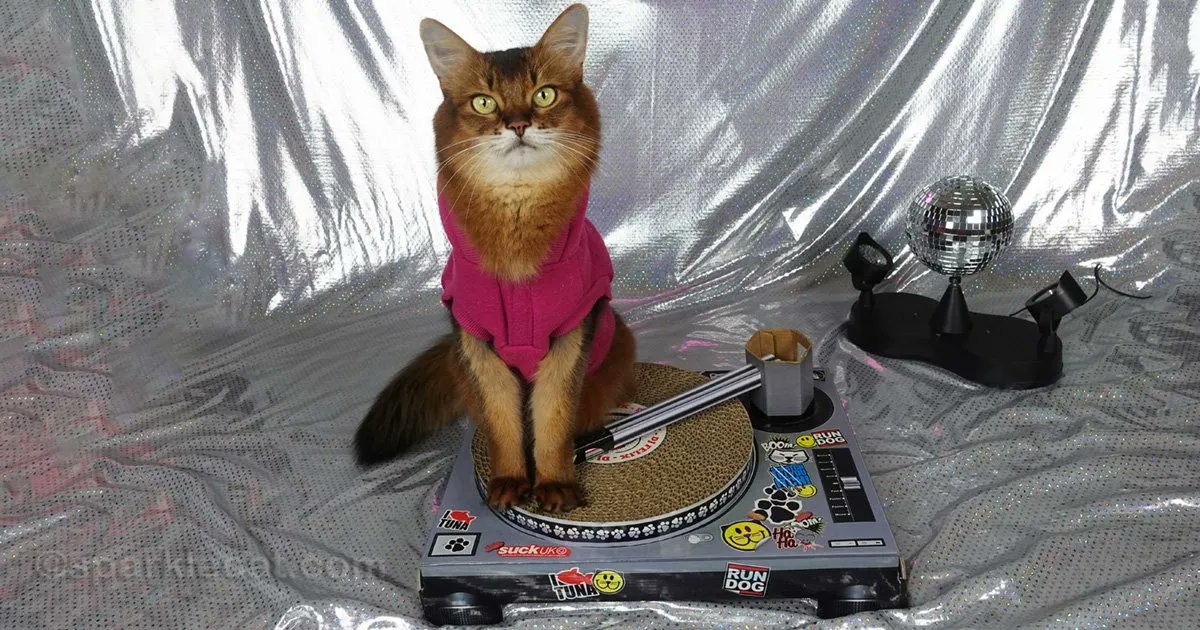 sparklecat's tweet photo. Itโs dance night at Club Meow! And spinning the tunes is DJ Kitty aka me! Watch a video of me laying down some sick beats, or something: https://t.co/NXeHs4DA4v #catvideo #catsontwitter #DJkitty https://t.co/KPhSz1c5xR