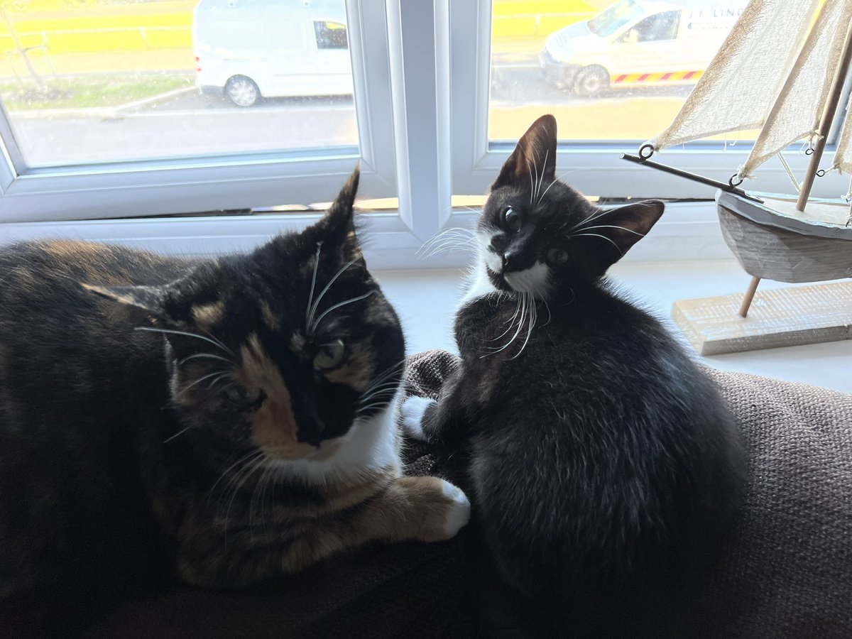 This is our favourite spot #CatsOnTwitter #cute #CatsofTwittter #catsofinstagram #winter