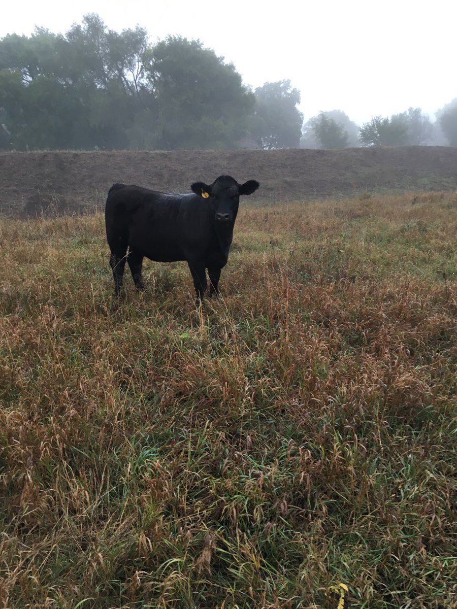 livestocklizzy's tweet photo. When I can’t be home as often as I used to be, dad sends my pictures from the farm and I think it’s his way of showing that he loves me 🤍 https://t.co/pUiTT2QwnD
