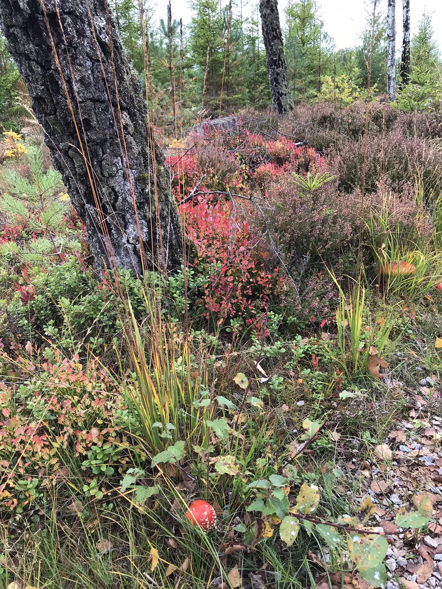 sunsve's tweet photo. @StormHour @RMetS @RainViewer Autumn colours in south Sweden. https://t.co/YfwObjNLxC