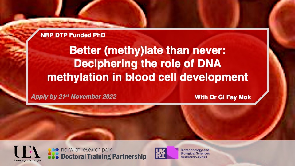 💥💥💥please RT &amp; share! I have 2 fully funded PhDs in my new lab @biouea <a href="/NRPBIODTP/">NRPDTP</a> 

1st project - Better (methy)late than never: Deciphering the role of DNA methylation in blood cell development🐤🩸🧬 D/L 21st Nov

tinyurl.com/yc4kdfzz
1/n