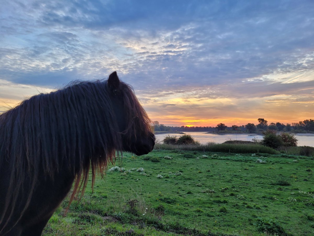 Kittydabunik's tweet photo. #shetlander #pony oant #genieten van de #zonsopkomst bij de #waal #gendt vanmerguhvroeg.. https://t.co/rNzuX7NcWj