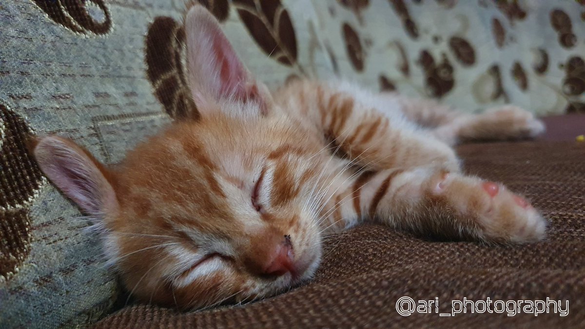 azhari_614's tweet photo. Tertidur lelap dan sangat pulas
#cat #babycat  #kucing #tertidur #pulas #lelap #photo #phonegraphy #photography #PhotoOfTheDay #Photoshop #Photos #foto #fotografi #hobi #hobifoto #NFT https://t.co/M6dpiJ4ckO