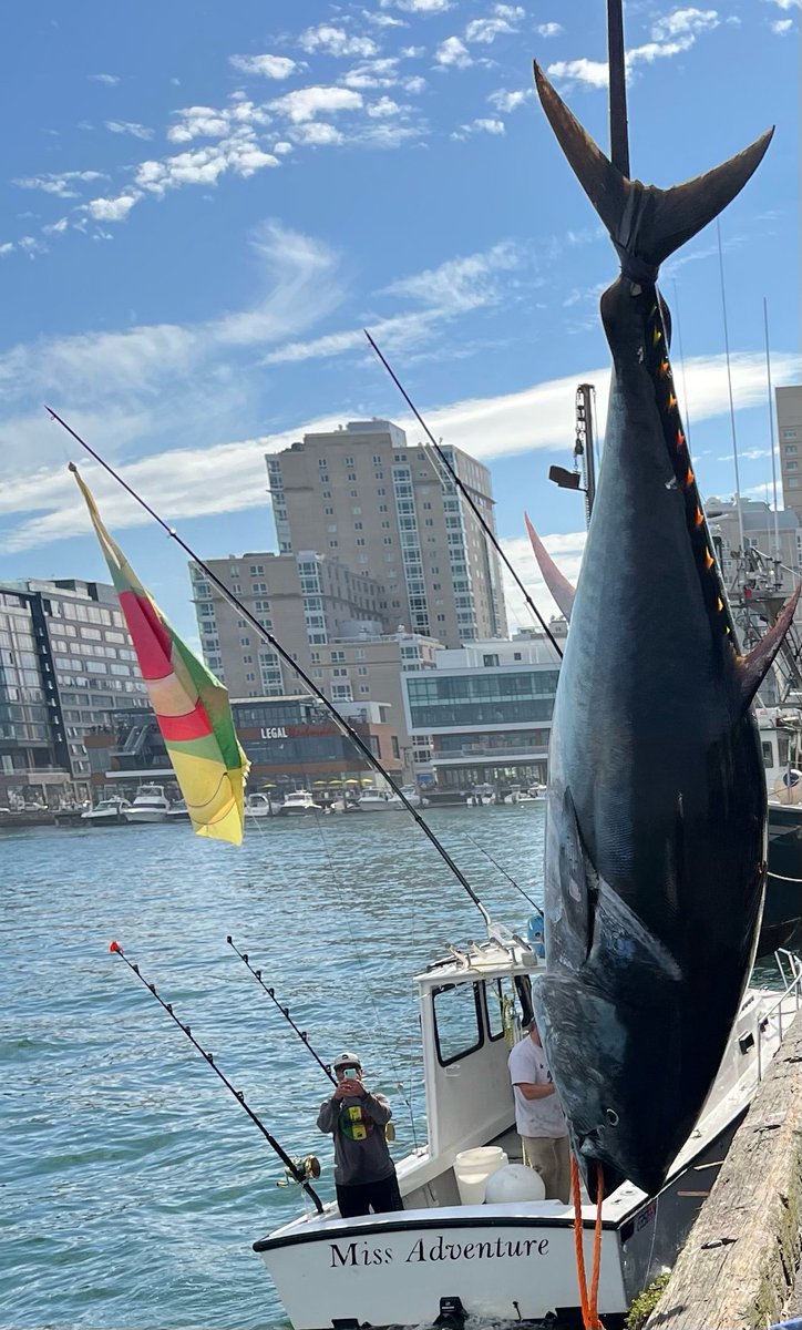 jonchino's tweet photo. Personal best 647lbs 
#tuna #bluefintuna #fishing https://t.co/GxvN4NSpjk