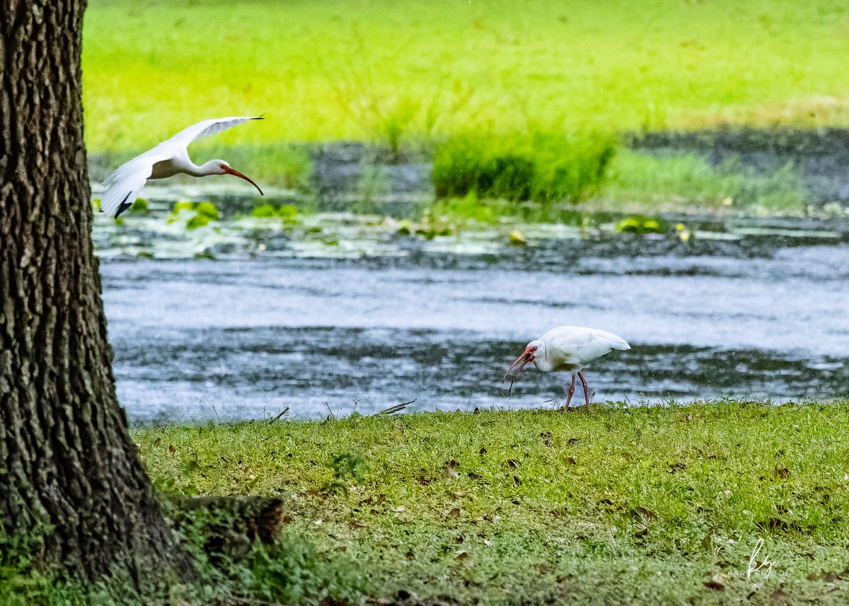 studios_karl's tweet photo. "Unwelcomed Visitor" - Some friends simply will not leave you in peace.

Nikon Z7 + Nikon DX 50-25mm https://t.co/BX3ofgrvr0