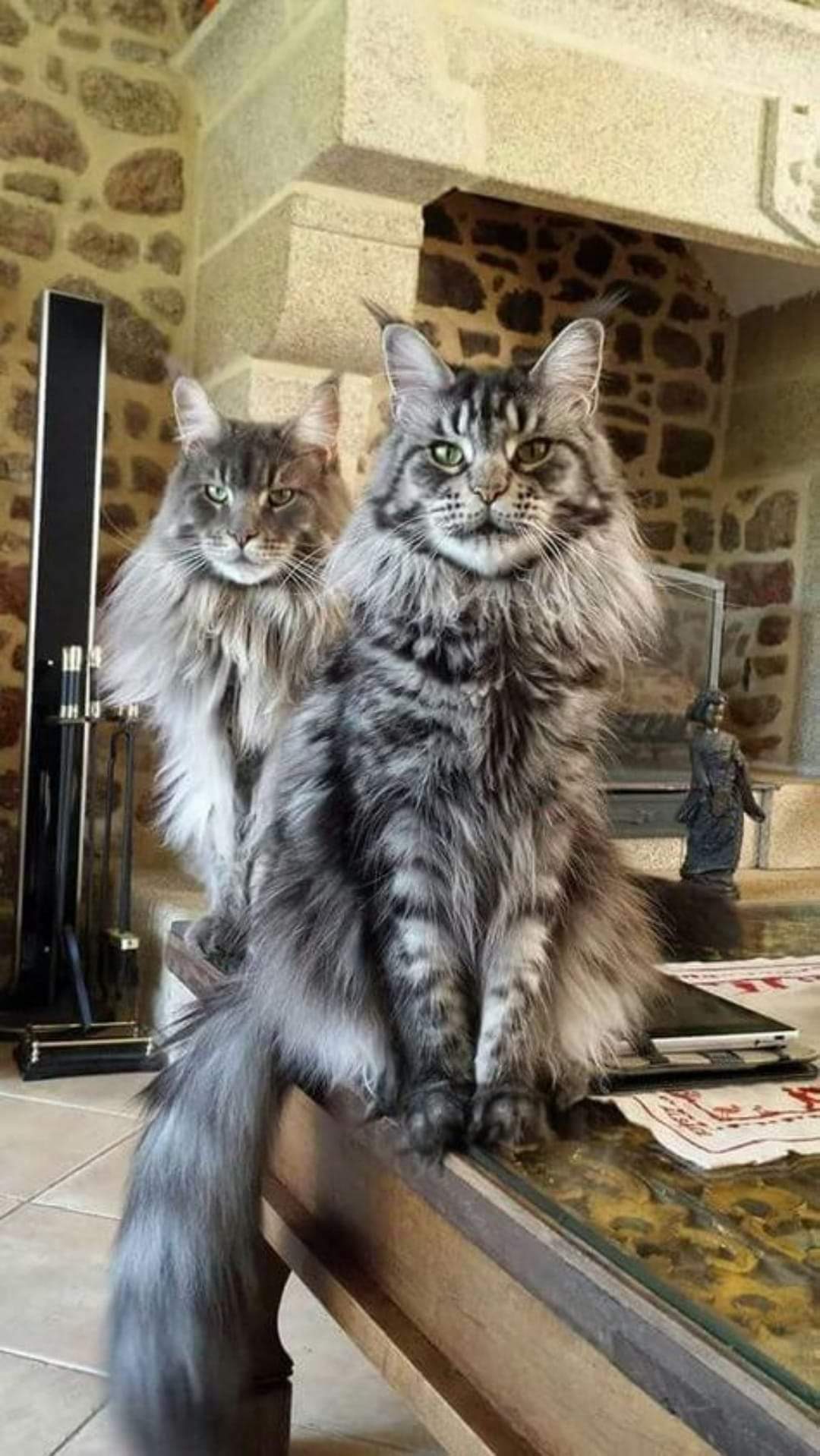Мейкун и обычный кот