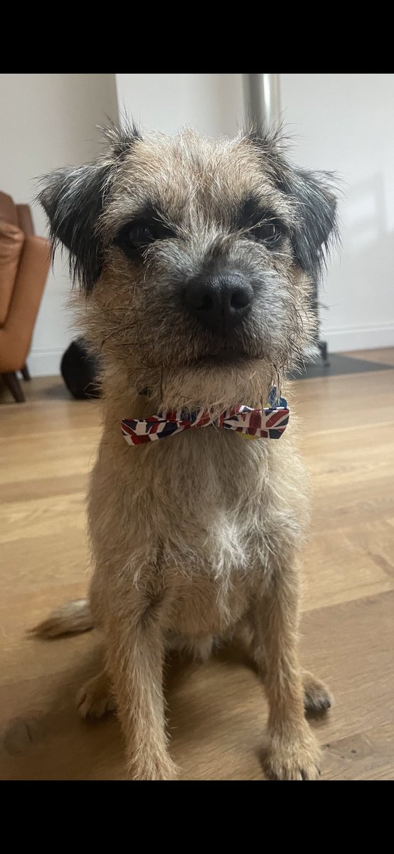 EnnisandNed's tweet photo. Tis mi burfday today. I is 2. I’ve bin to schools and had mi sausage teas. Happy birthday to me’s 🥳🐶 https://t.co/Sqydml5PjB