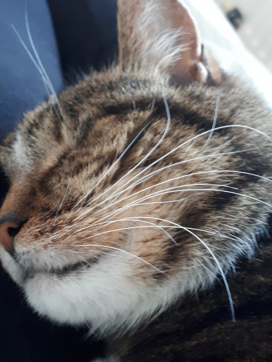 AnneRandall01's tweet photo. @K_RhodesWriter So sorry. Sending love from Phoebe. https://t.co/UQ88VKSRfa