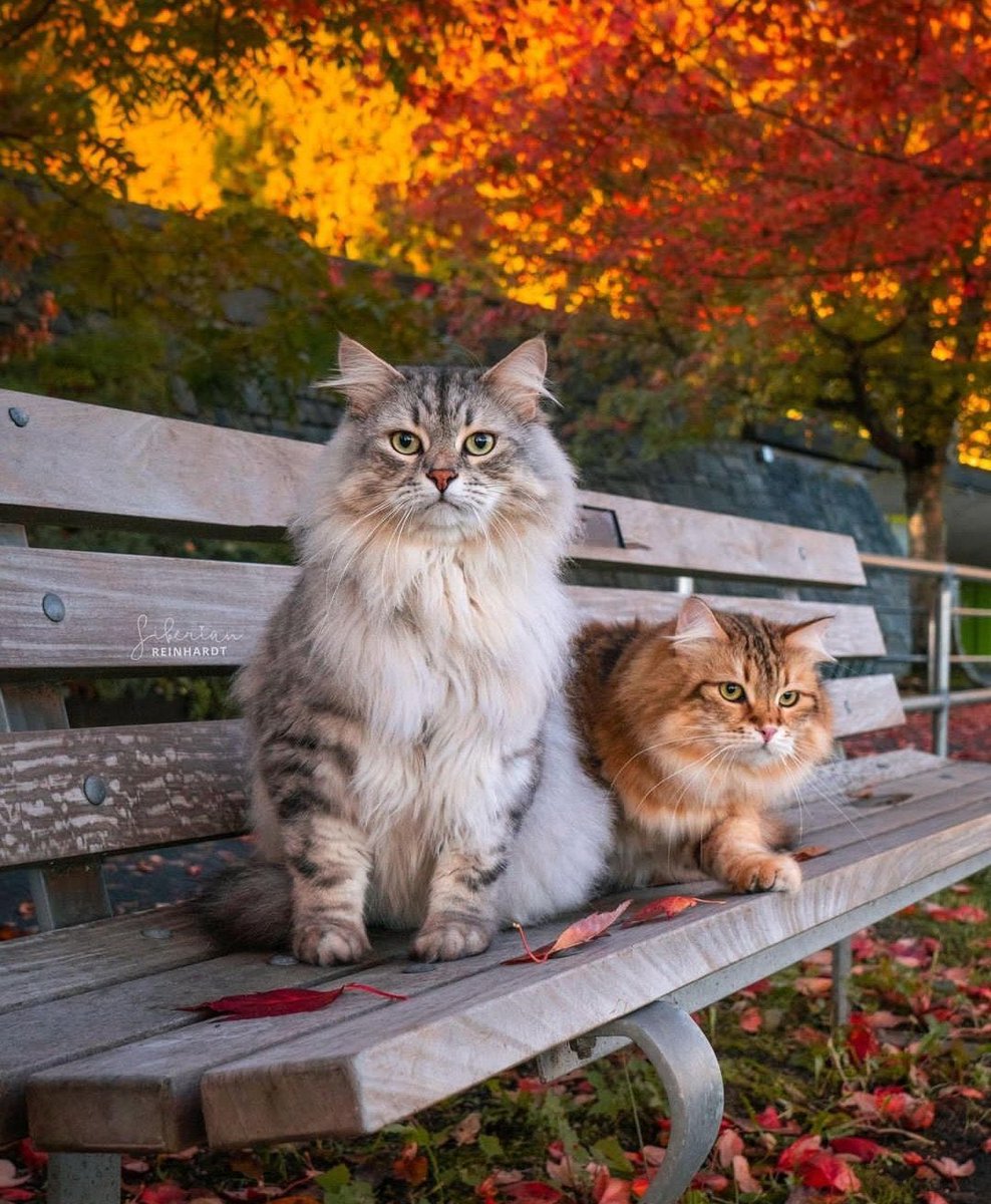 Have a wonderful #October day/night xx 😘🐈🐈🍁🍂🧚🏻💓 #October2022