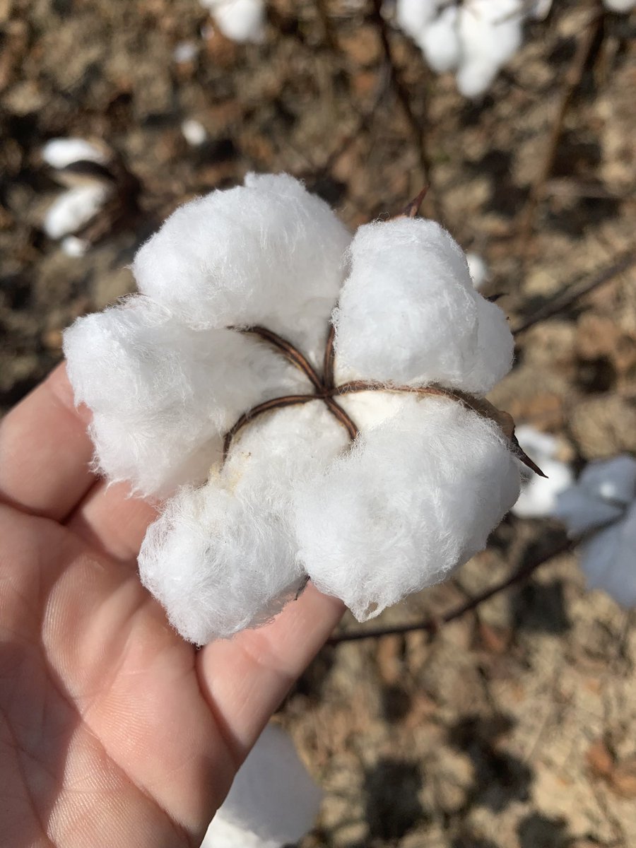 My favorite time of year 😎 #ST5091  #StonevilleStrong #BASF