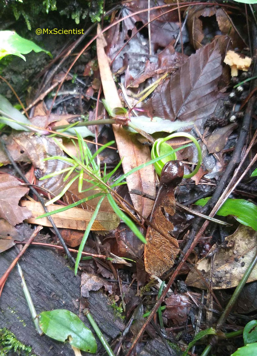 Plant Scientist 🦁🐯🍁⚜ tweet media