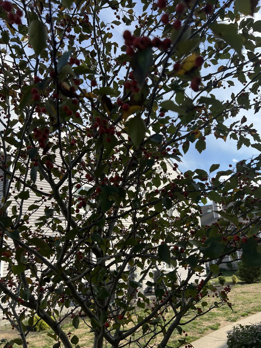 100KSteps1's tweet photo. The fruits are ripe now #BLTrees https://t.co/Jkc8hZ3kyo
