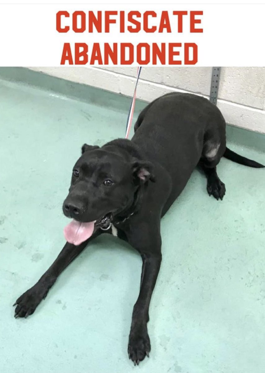 reddogsusie's tweet photo. #TN #MEMPHIS
💥FINAL PLEA💥BigBen 2yr 6mo boy Abandoned by his family-this handsome lad is EUTH LISTED FOR TOMORROW 10/18 Kennel stressed & not keen on other male dogs, he needs immediate help to save his life! Pls #ADOPT #PLEDGE #RESCUE #FOSTER #MASA17344
https://t.co/sq8IPgaudS https://t.co/G0XYPlGT0f