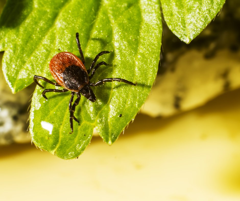 SE_RxFire's tweet photo. An interesting article on "how fire & ecological restoration can reduce ticks, the potential for incorporating the mechanisms into the broader strategy for managing ticks, & the challenges, limitations, & research needs of #RxBurning for tick reduction."
https://t.co/Hm7D2oHmuT https://t.co/OqvM9Ndbrp
