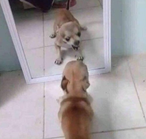 BeautyOfertasMx's tweet photo. Estoy en shock con lo mucho que ha subido todo de precio, quiero llorar pero también actuar violentamente https://t.co/Rckn3k5XNi