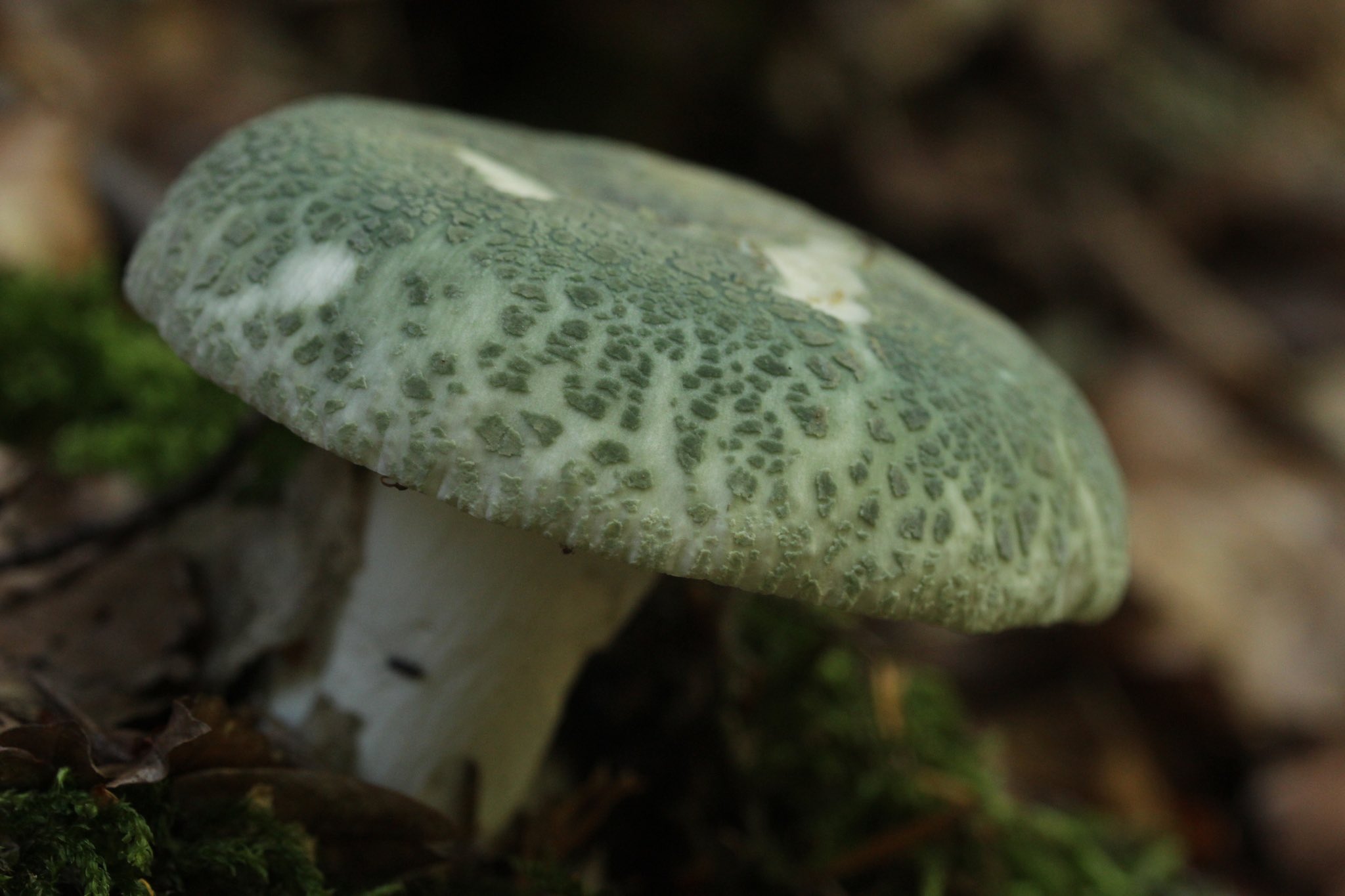 Russula virescens